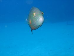 You lookin at me buddy?
Again, Dahab, Cannon A510 by John Mcguigan 